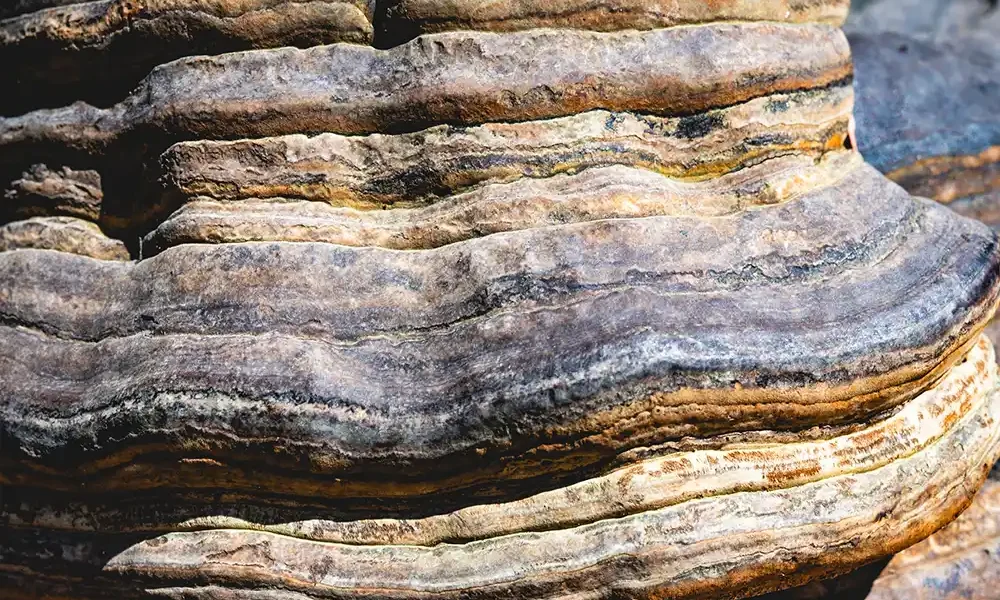 Zunderschwamm-Slider-02